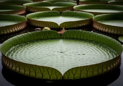 Imagen PNG para descargar